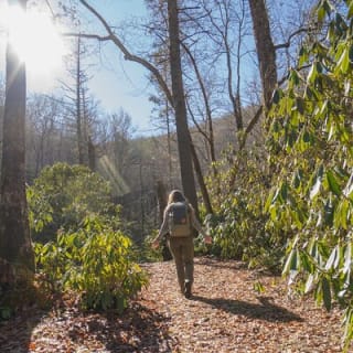 Forest Bathing & Nature Therapy Walk 29