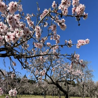 Explorando la Quinta de los Molinos: Un Paseo Botánico, Primaveral e Histórico entre Almendros en Flor 1