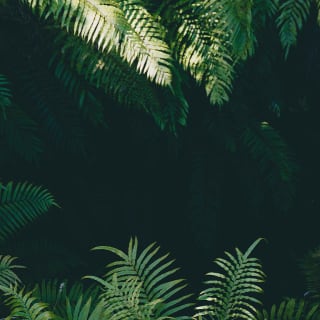 Series atemporales 1 1