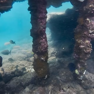 Snorkeling in Paradise - Videos Included 7