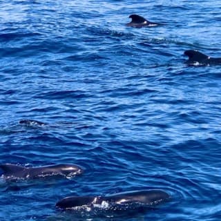 Los Cristianos: Paseo en barco guiado para avistar ballenas 3