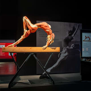 BODY WORLDS: The Anatomy of Happiness - Gift Card 2