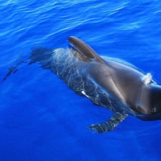 Los Cristianos: Paseo en barco guiado para avistar ballenas 4