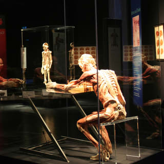 BODY WORLDS: The Anatomy of Happiness - Gift Card 4