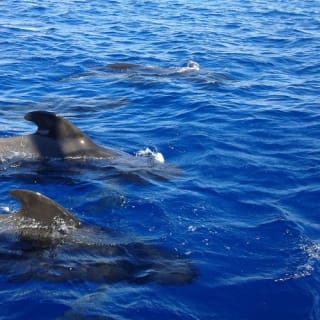 Los Cristianos: Paseo en barco guiado para avistar ballenas 5