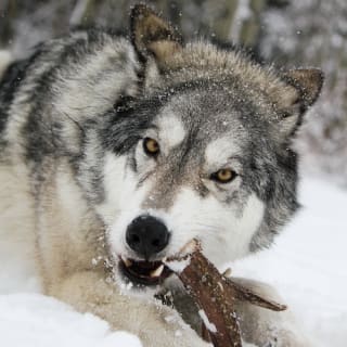 Yamnuska Wolfdog Sanctuary 1