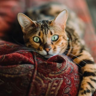 Cómo disfrutar de tiempo de calidad con tu mascota 1