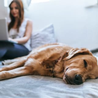 Cómo disfrutar de tiempo de calidad con tu mascota 3
