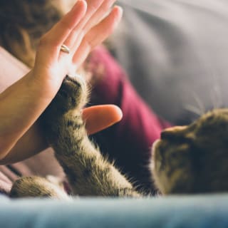 Cómo disfrutar de tiempo de calidad con tu mascota 2