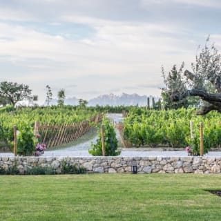 Bodegas Torres: Visita guiada + Maridaje de vinos y tapas 5