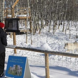 Yamnuska Wolfdog Sanctuary 4