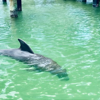 Dolphin and Manatee Adventure Tour in Fort Myers 9