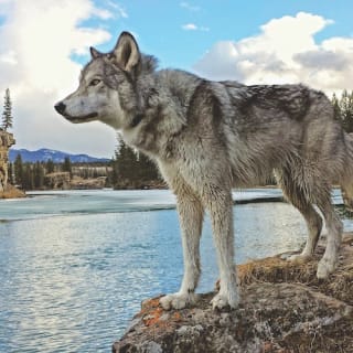 Yamnuska Wolfdog Sanctuary 5