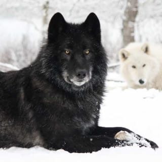 Yamnuska Wolfdog Sanctuary 6