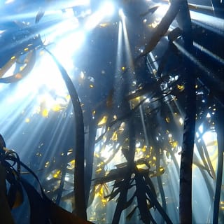 Kelp Forest Snorkeling in Cape Town 3