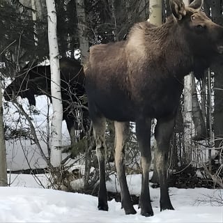 Winter - Wildlife & Turnagain Arm Tour 2
