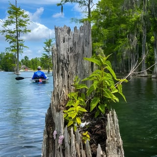 Clear Kayaking Eco Adventure Tour in Marianna 5