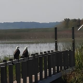  Everglades Airboat Tour near Orlando Florida 8