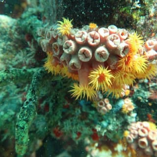 Atlantic Ocean Snorkeling Experience 1