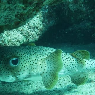 Atlantic Ocean Snorkeling Experience 2