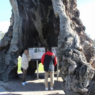 Barossa and Hahndorf Day Trip from Adelaide Including Wine Tasting and Lunch 4
