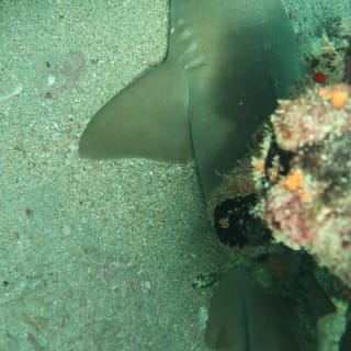 Atlantic Ocean Snorkeling Experience 4