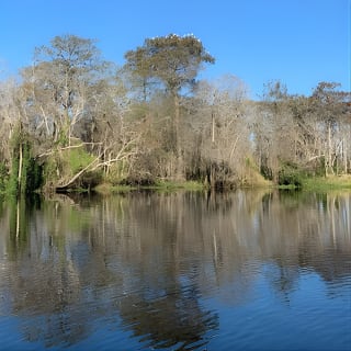 Orlando Manatee e Natural Spring Adventure Tour presso Blueיכ מים טבעיים בעיצומו של הקיץ 13