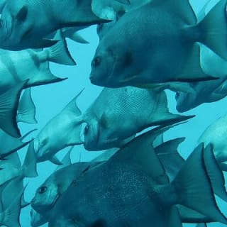 Atlantic Ocean Snorkeling Experience 5