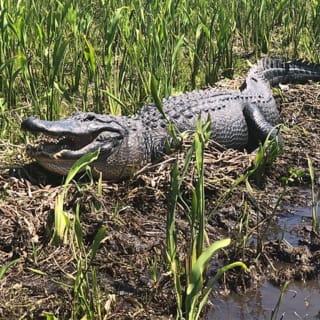 Jean Lafitte Swamp and Bayou Tour 1