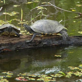 Jean Lafitte Swamp and Bayou Tour 2