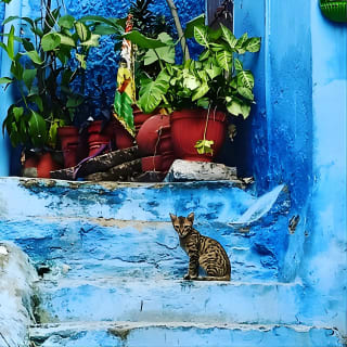 Walk in blue City 28