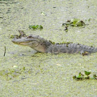 Jean Lafitte Swamp and Bayou Tour 3