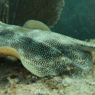 Atlantic Ocean Snorkeling Experience 6