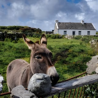 Inis Mór (Aran Islands) Day Trip: Return Ferry from Rossaveel, Galway 4