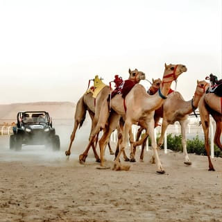 Dubai Royal Camel Race con asientos preferentes y breve paseo en camello 7