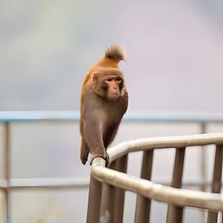 Half-day Hiking Tour in The Green to Lion Rock in Hong Kong 2