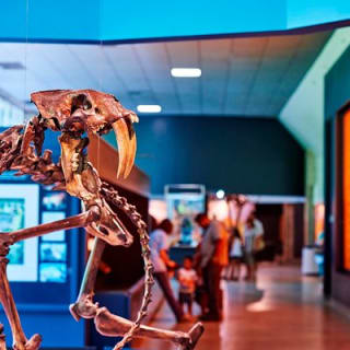 La Brea Tar Pits and Museum Admission Ticket with Excavator Tour 2