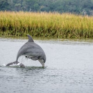 2 Hours Dolphin Eco Tour 1