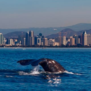 San Diego Whale Watching Cruise 3