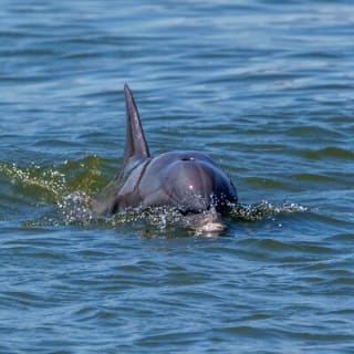 2 Hours Dolphin Eco Tour 4