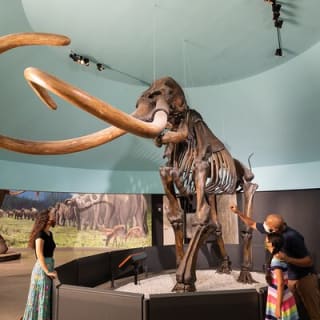 La Brea Tar Pits and Museum Admission Ticket with Excavator Tour 7
