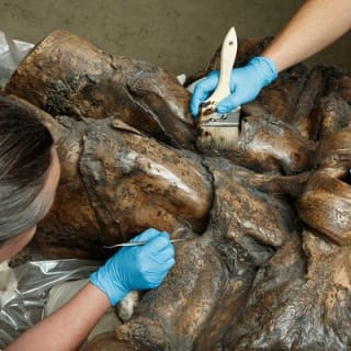 La Brea Tar Pits and Museum Admission Ticket with Excavator Tour 9