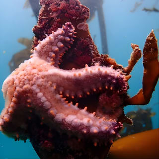 Kelp Forest Snorkeling in Cape Town 4