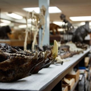 La Brea Tar Pits and Museum Admission Ticket with Excavator Tour 10