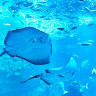 京都水族館: 入場券 4
