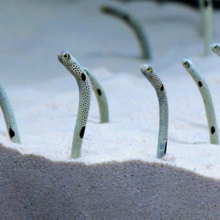京都水族館: 入場券 5