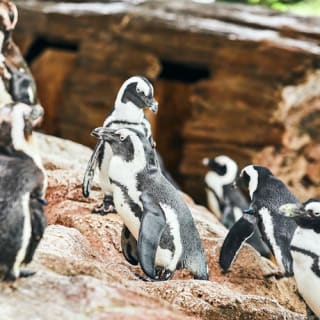 京都水族館: 入場券 6