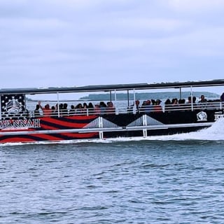 2 Hours Dolphin Eco Tour 8