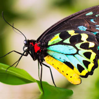 Grand Kuranda Day Tour & Transfer from Cairns 6