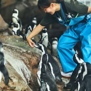 京都水族館: 入場券 7